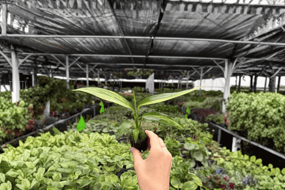 Variegated Epipremnum Amplissimum Starter Plants - 2 Exact Live Plants - Epipremnum amplissimum - Tropical Ornamental Aroid