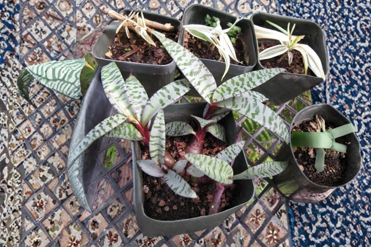 Variegated Silver Squill Live Plant - Bulbous Succulent - Ledebouria socialis - Unique Silver-Green Foliage for Indoor Gardens
