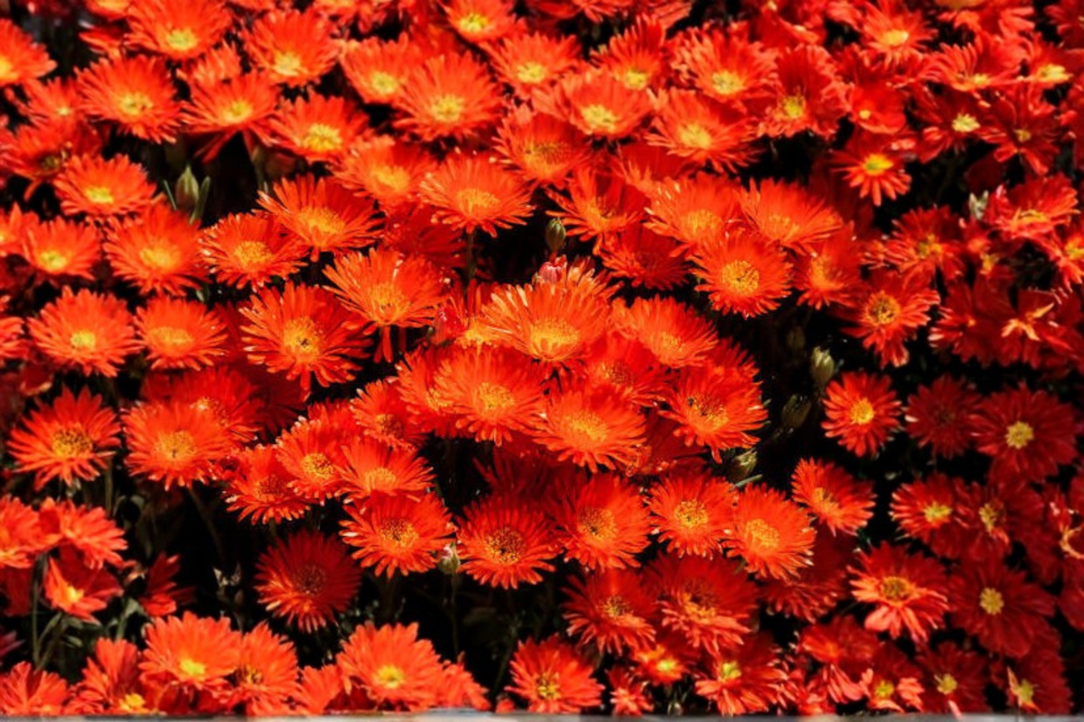 Delosperma Red Mountain Ice Plant 6 Pack - 2" Pots - Bright Red Flowers - Delosperma spp. - Drought Tolerant Groundcover