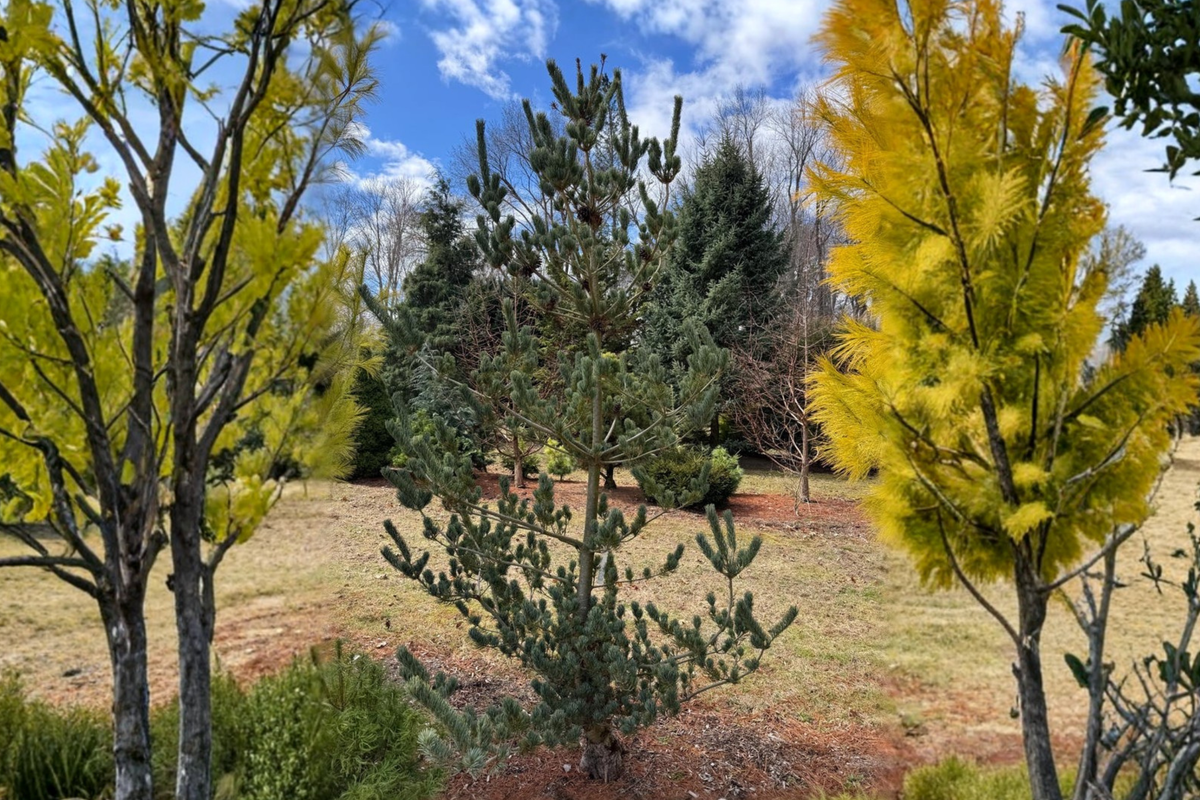 Blue Japanese White Pine 1 Gallon Pot - Pinus parviflora 'Glauca' - Evergreen Conifer with Blue-Green Needles