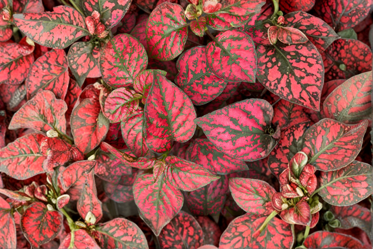 Hypoestes 'Red Splash' Live Plant - 2.5 Inch Pot - Polka Dot Plant - Hypoestes phyllostachya - Vibrant Red and Green Foliage