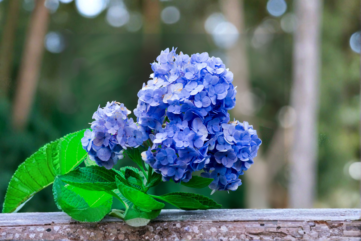Nikko Blue Hydrangea Live Starter Plant 6-12 Inch - Hydrangea macrophylla - Classic Mophead Flowering Shrub for Gardens