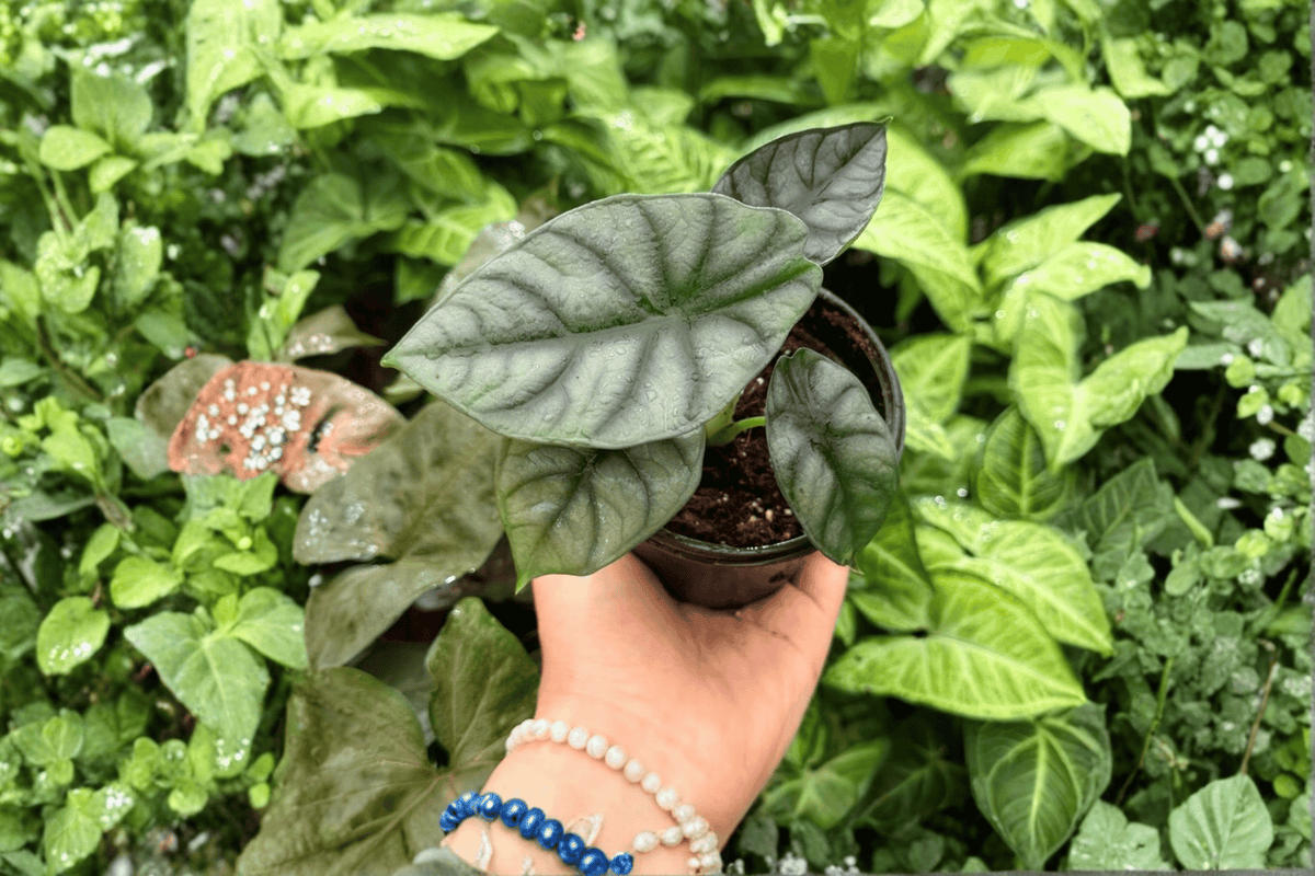 2 Live Alocasia 'White Dragon' Plants in 4-Inch Pots - Hybrid of Silver Dragon × Nebula - Tropical Houseplant - Alocasia 'White Dragon'