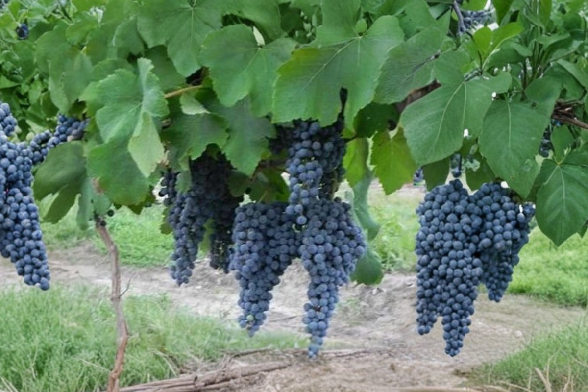 Pinot Noir Grape Vine Live Plant 3 Gallon | Fruit Climbing Vine for Garden & Vineyard | Vitis vinifera