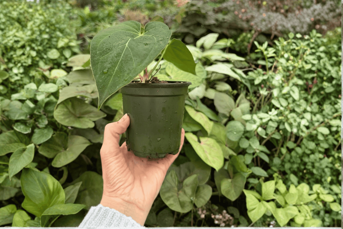 2 Live Anthurium Venom × Magnificum Plants in 4-Inch Pots - Hybrid Tropical Aroid with Unique Foliage - Perfect for Indoor Collections