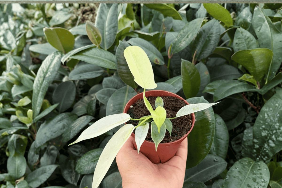 Philodendron Florida Ghost Mint - 4" Live Plant - 2 Exact Plants - Philodendron ‘Florida Ghost Mint’ - Tropical Aroid