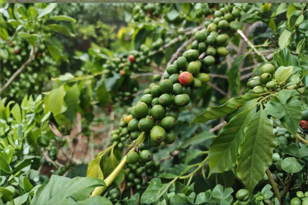 Live Coffee Arabica Plant - 1 Gallon Pot - Coffea arabica - Evergreen Tropical Coffee Plant with Glossy Foliage and Fragrant Flowers