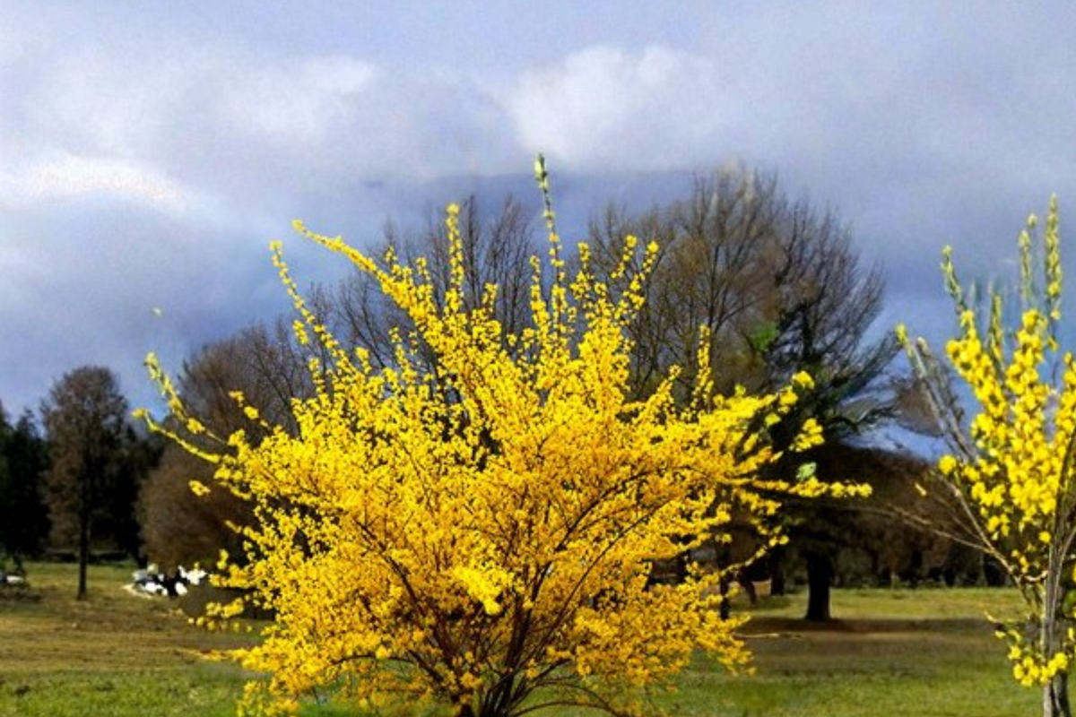 Forsythia Flowering Shrub 2-4 ft - Live Yellow Bloom Plant for Garden Landscape - Forsythia × intermedia