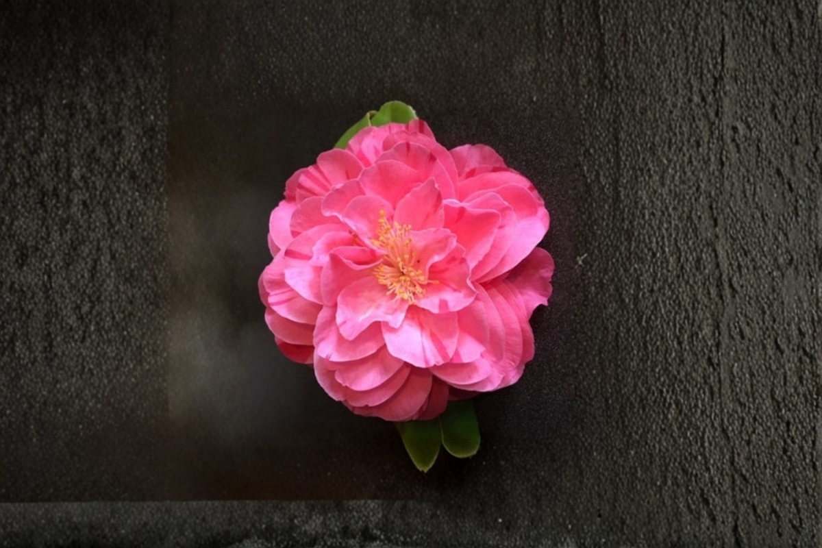 Camellia japonica ‘Lady Laura’ 1 Gallon Live Plant, Pink Flowering Evergreen Shrub for Garden, Shade Tolerant Plant