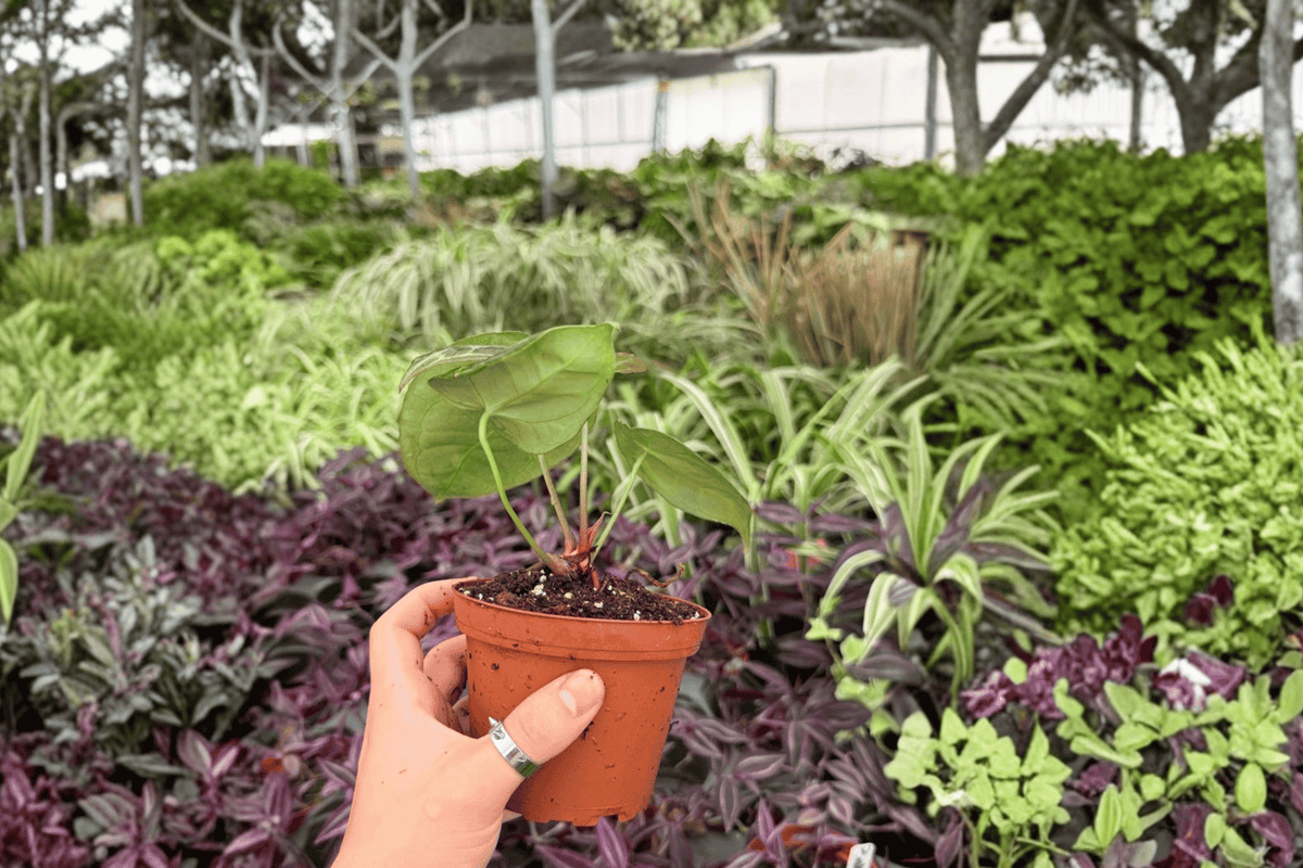 Anthurium Plants Set of 2 - 4-Inch Pots - Hoffmannii x Green Mamba - Tropical Ornamental Foliage - Anthurium Hybrid