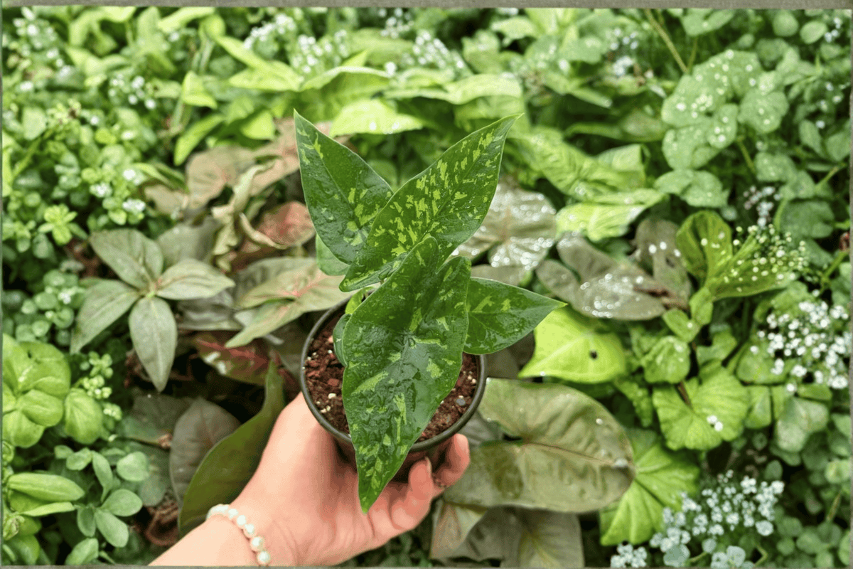 2 Live Alocasia 'Shattered Glass' Plants in 4-Inch Pots - Unique Variegated Foliage - Tropical Aroid Houseplants