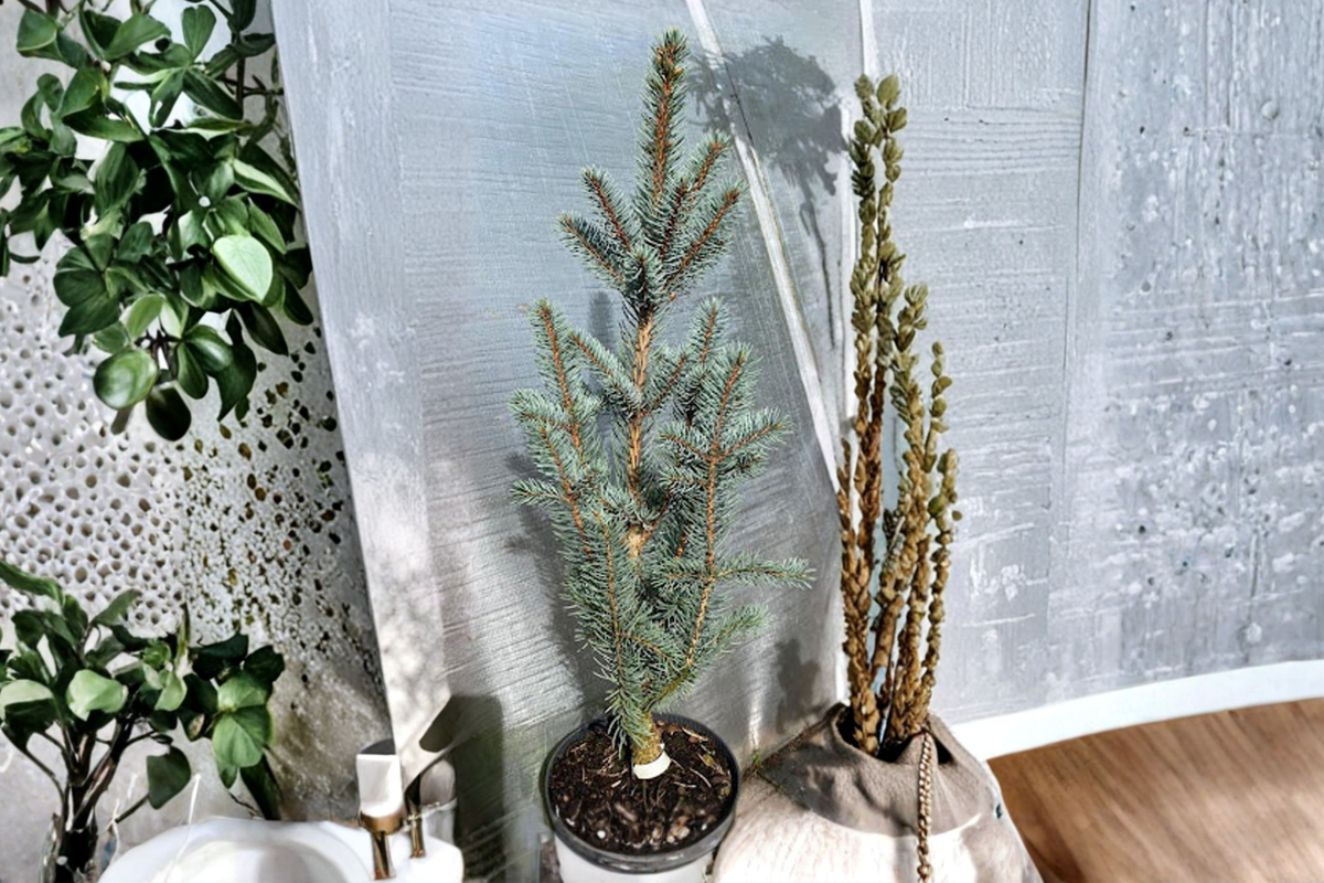 Blue Totem Colorado Blue Spruce Live Plant 10 Inch Picea pungens ‘Blue Totem’ Narrow Evergreen Conifer Landscape Tree