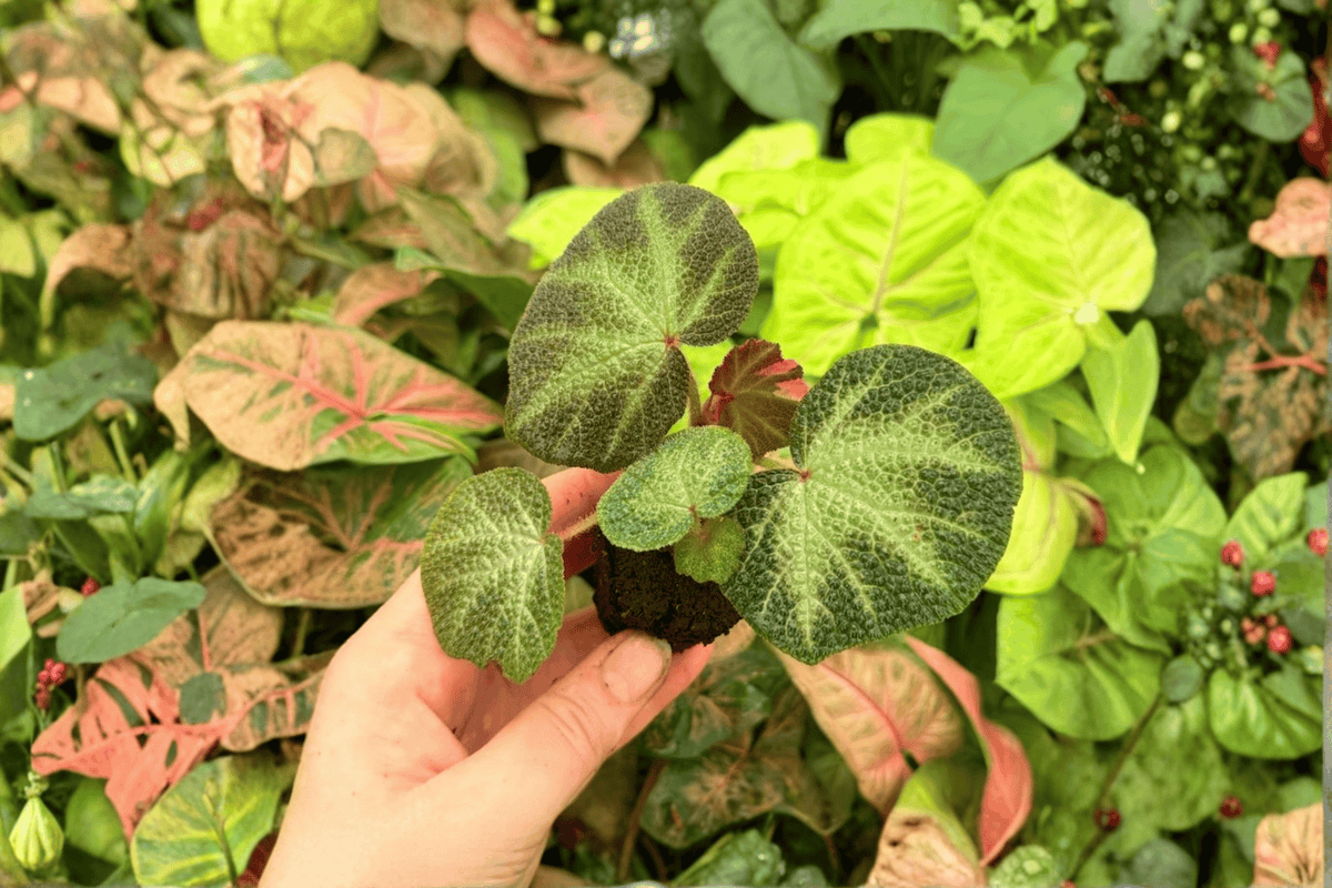 Variegated Begonia Soli-Mutata Starter Plants - 2 Live Plants - Tropical Ornamental Foliage - Begonia soli-mutata