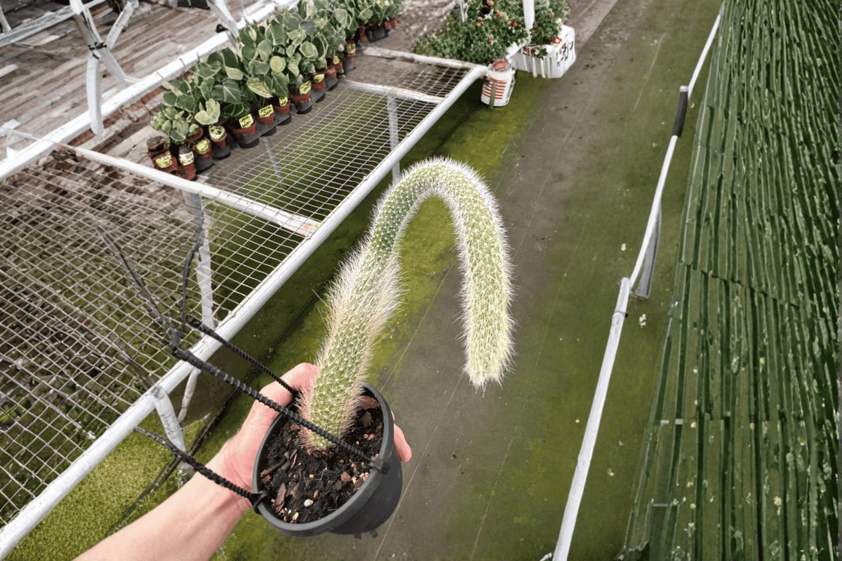2 Live Monkey Tail Cactus Plants in 4-Inch Hanging Baskets - Cleistocactus colademononis - Trailing Ornamental Cacti