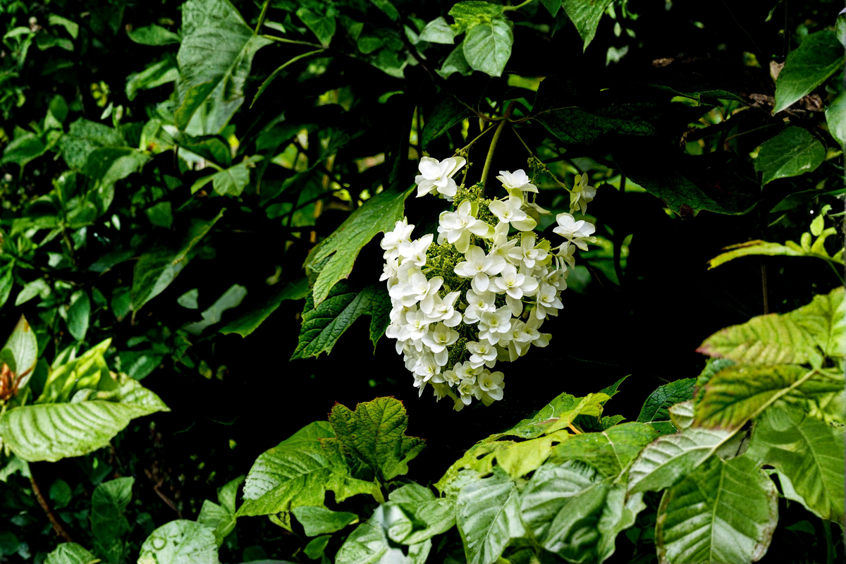 Snow Queen Oakleaf Hydrangea Live Plants 2 Rooted Starters in 1 Qt Pots | Hydrangea quercifolia | White Flowering Shrub