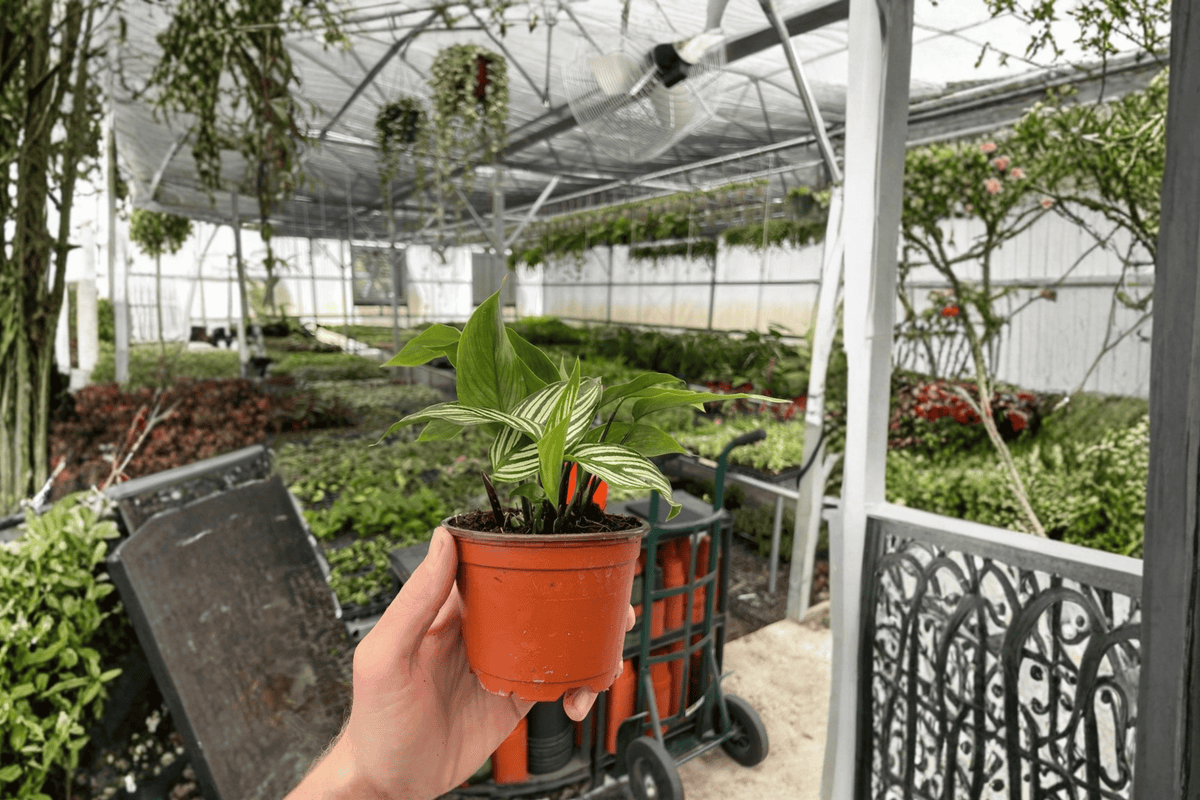 Calathea Vittata Live Plants - 4-Inch Pots - Green Foliage with Pale Stripes - Goeppertia elliptica ‘Vittata’ - Set of 2