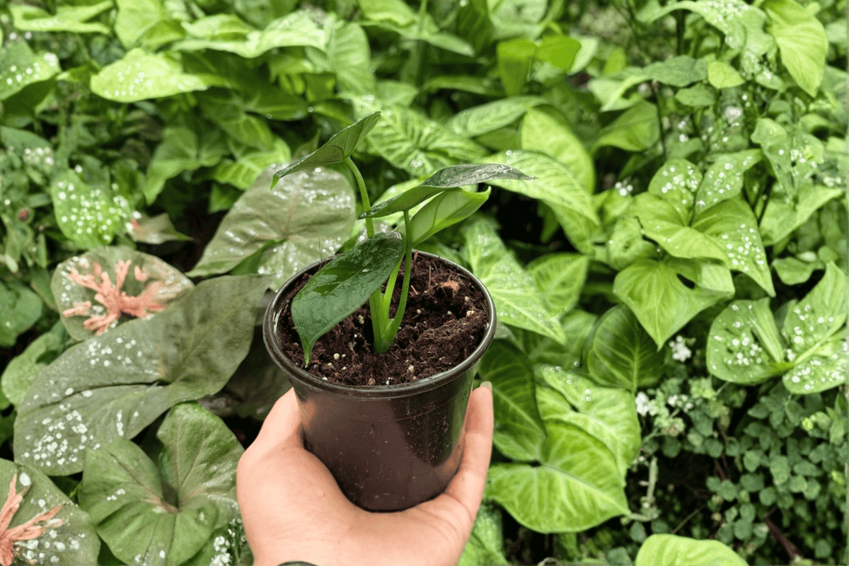 2 Live Alocasia 'Dragon Wings' Plants in 4-Inch Pots - Tropical Houseplant Hybrid (Dragon Scale × Scalprum)