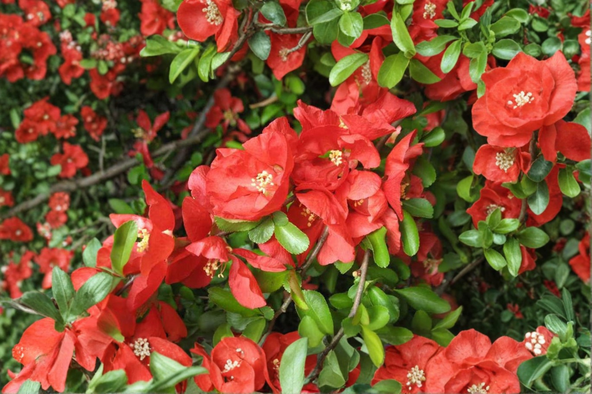Texas Scarlet Flowering Quince Live Plant 2 Gallon Pot Red Blooms Chaenomeles × superba ‘Texas Scarlet’ Hardy Shrub Garden Plant