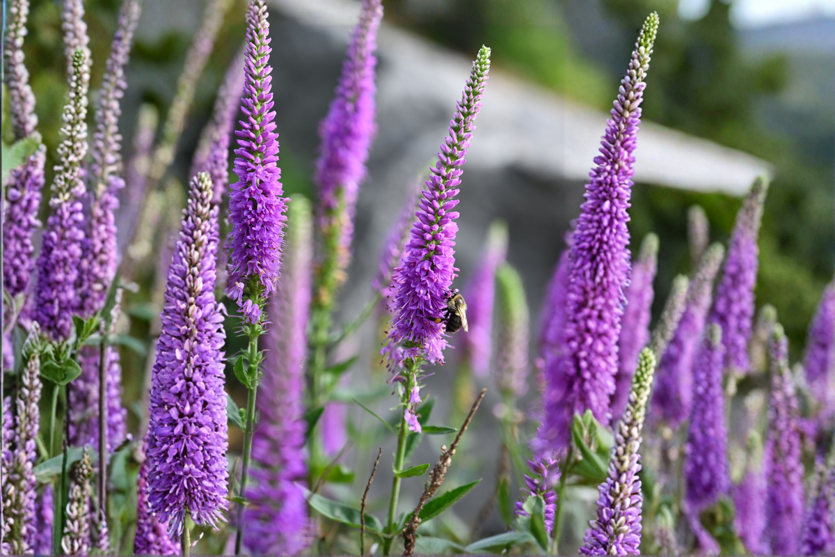 Liatris 'Floristan Violet' Live Perennial Plugs - 4 Pack - Violet Purple Flower - Liatris spicata - Pollinator Friendly Garden Plants