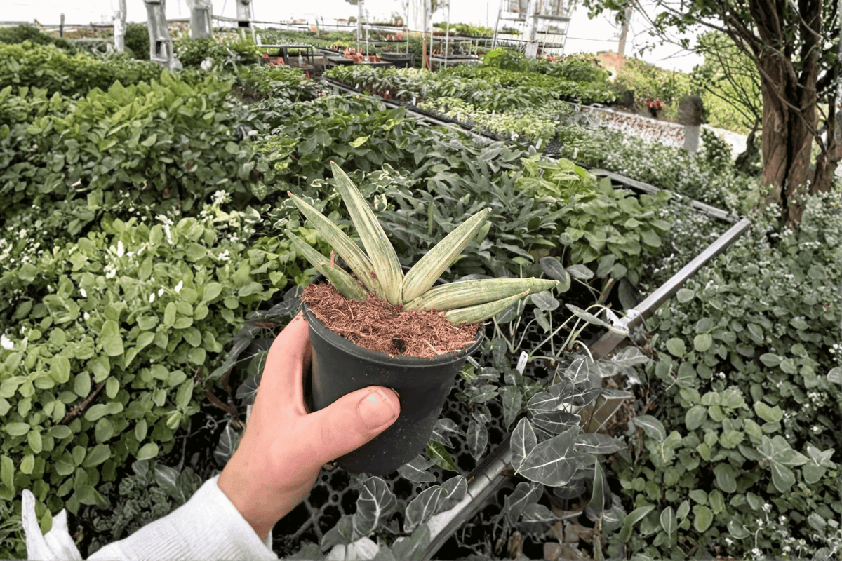 2 Variegated Starfish Sansevieria Live Plants in 4-Inch Pots - Dracaena angolensis ‘Boncel’ - Green & Cream Variegation