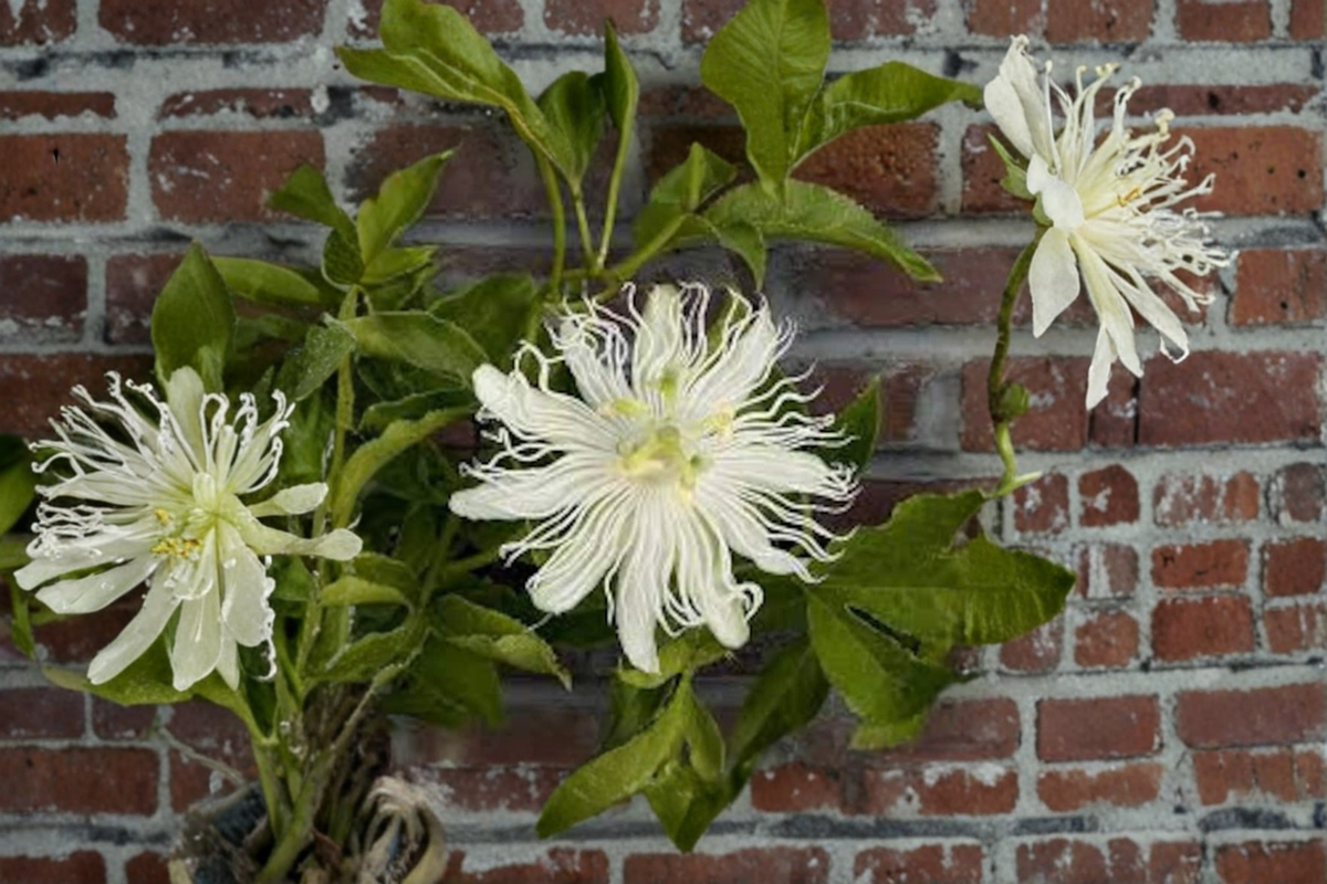 Snowpop Passion Flower Live Plant - White Flowering Climbing Vine - Passiflora incarnata - Ornamental Garden Trellis Vine