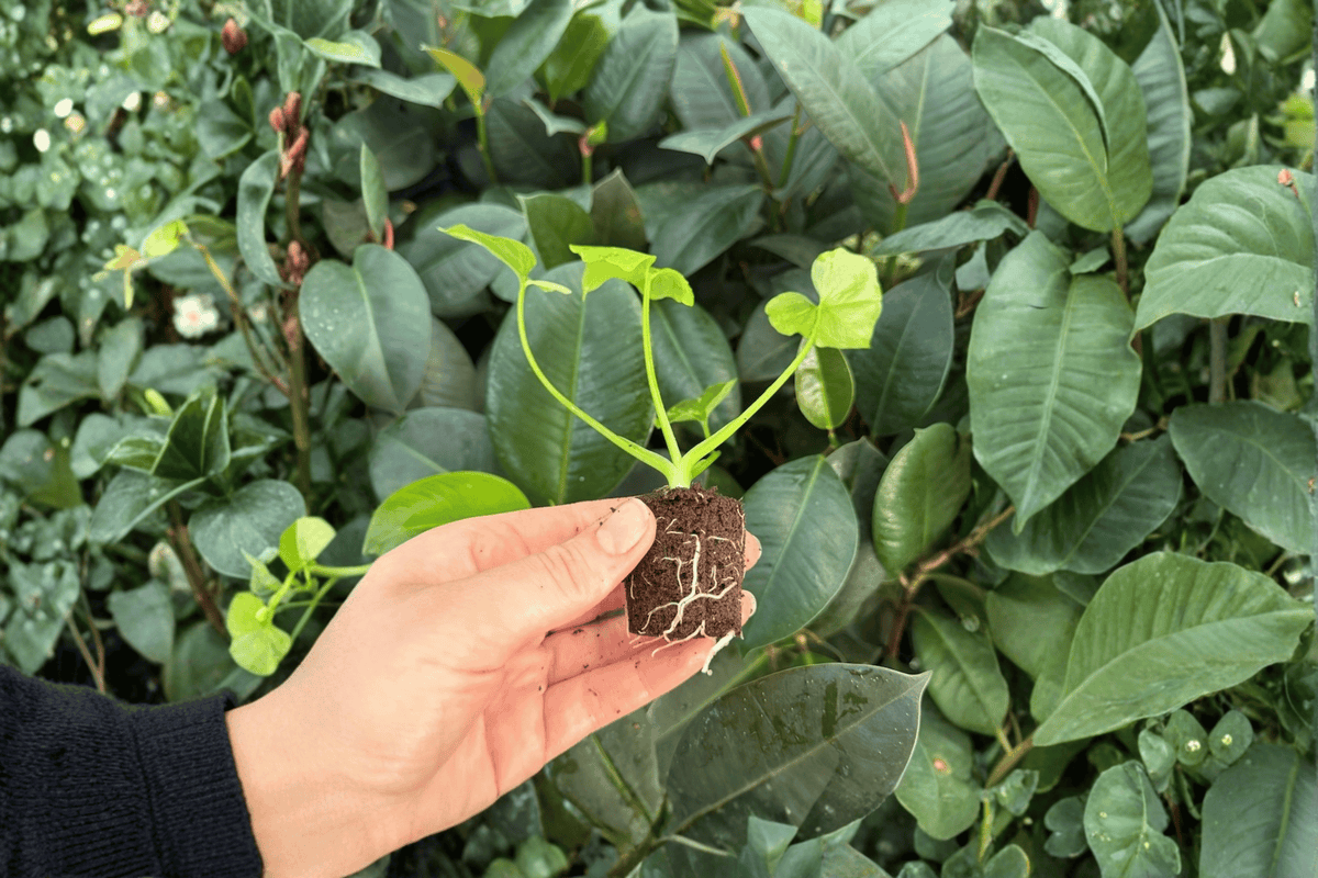 2 Philodendron Hope Aurea Variegated Starter Plants - Thaumatophyllum bipinnatifidum - Yellow-Green Variegation, Exact Specimens