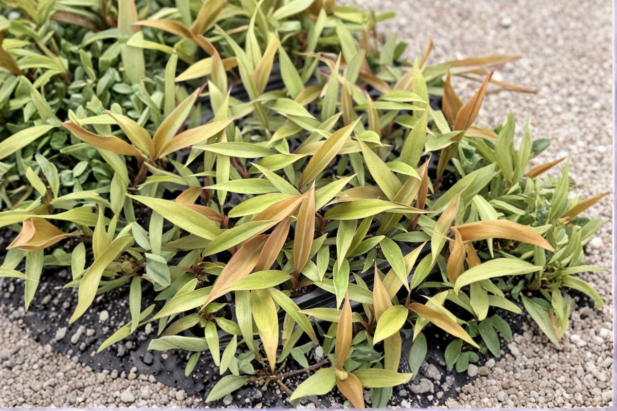 Philodendron Caramel Pluto Live Plant in 2 Inch Pot - Rare Tropical Houseplant with Caramel-Toned Foliage (Philodendron 'Caramel Pluto')