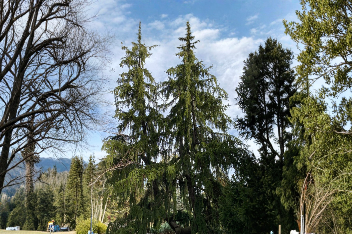 Live Pendula Weeping Norway Spruce 1 Gallon Picea abies Evergreen Tree – Unique Cascading Form for Garden Landscape