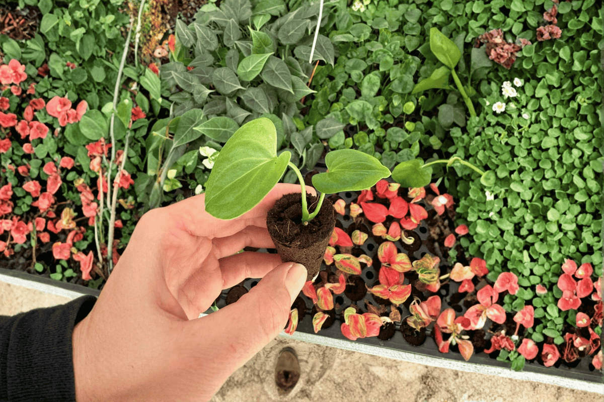2 Live Starter Plants - Anthurium Silver Tiger × Clarinervium - Rare Hybrid Aroid - Anthurium Silver Tiger × Anthurium clarinervium