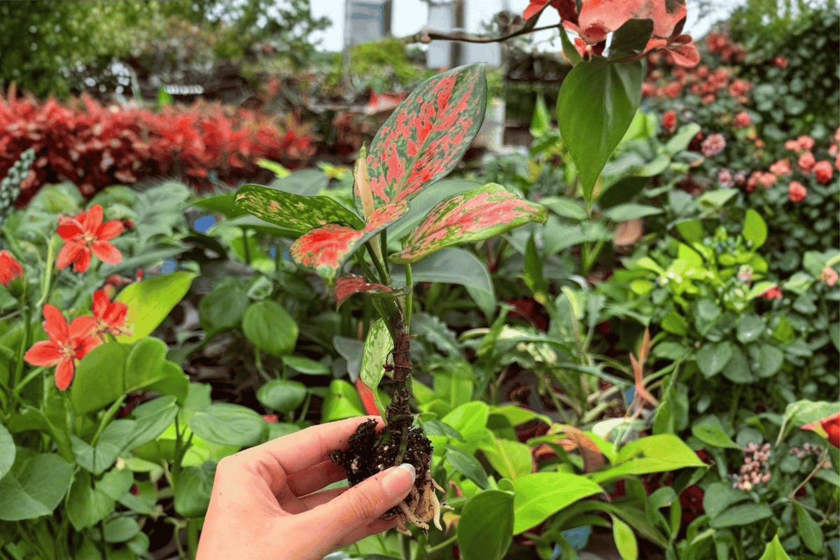 2 Live Aglaonema Diamond Red Starter Plants - Exact Plants - Aglaonema 'Diamond Red' - Tropical Ornamental Foliage