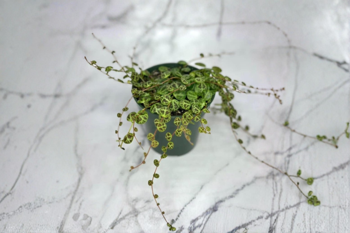 String of Turtles Live Plant 3" or 4.5" Pot Peperomia Prostrata Trailing Houseplant with Unique Turtle Shell Leaves