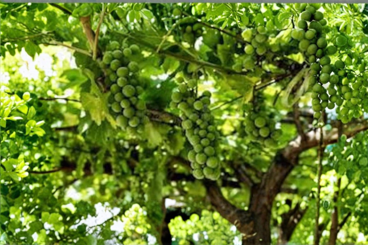 Monastery Muscat Grape Vine Live Plant - Sweet White Seedless Grapes (Vitis vinifera 'Monastery Muscat') for Trellis & Orchard