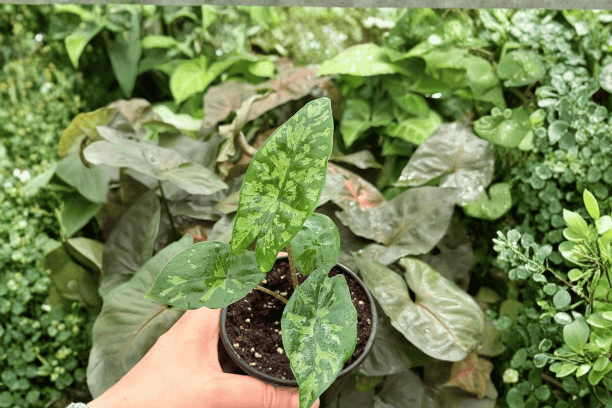 2 Live Alocasia 'Shattered Glass' Plants in 4-Inch Pots - Rare Marbled Foliage, Tropical Houseplant, Alocasia 'Shattered Glass'
