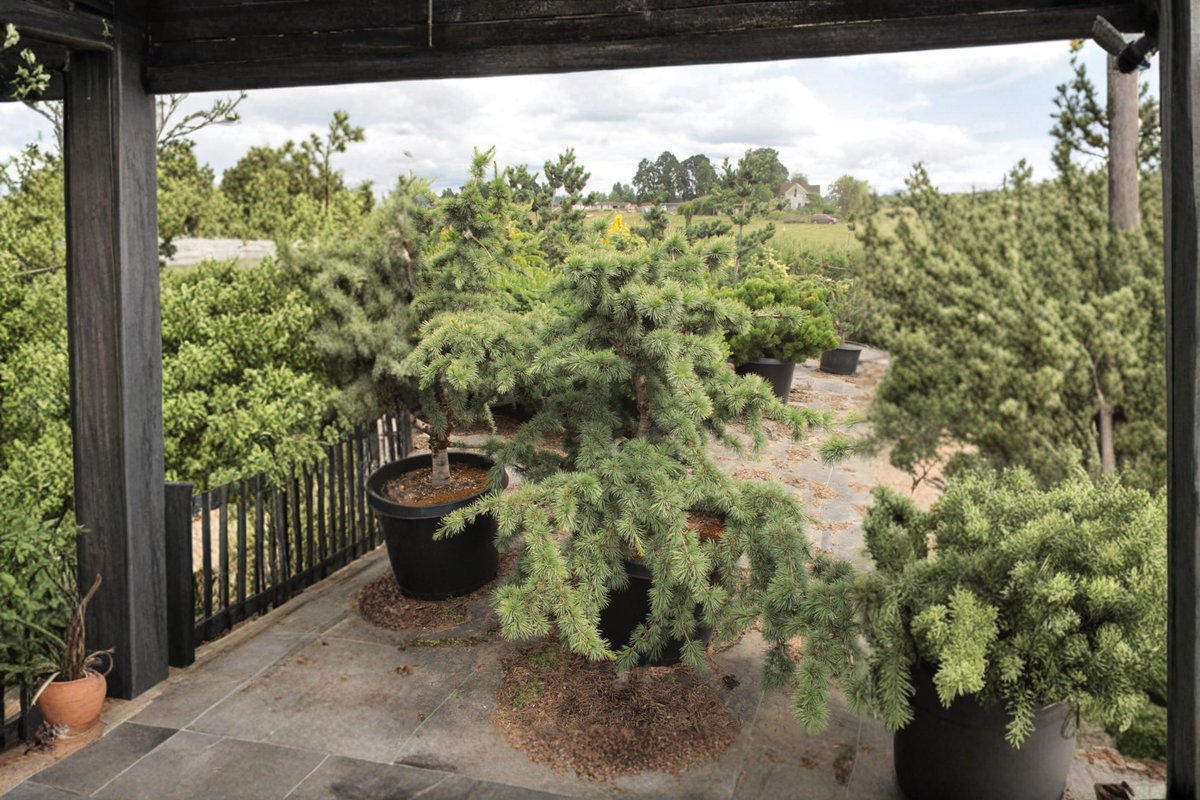 Atlas Cedar ‘Liliput’ Live Plant - Dwarf Evergreen Conifer in 1 Gallon Pot - Cedrus atlantica - Compact Rock Garden Accent