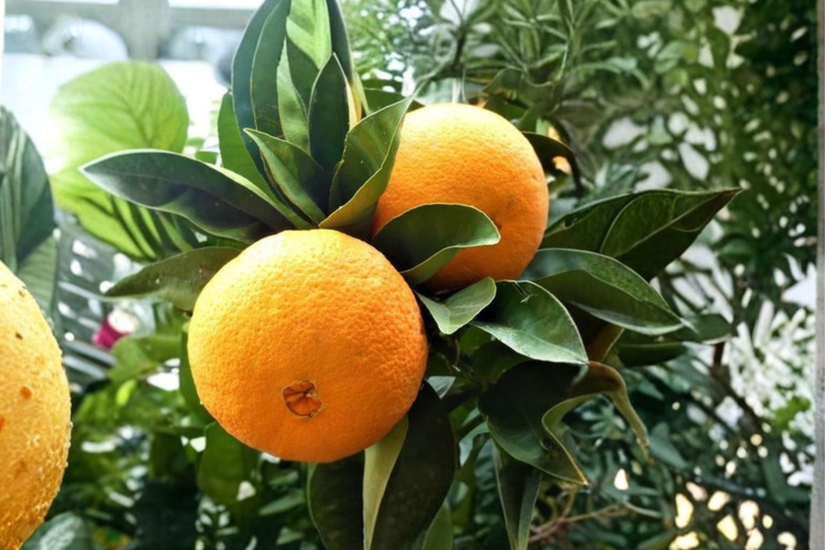 Washington Navel Orange Tree Live Plant 3 Gallon Bearing Size Citrus Tree Citrus sinensis 'Washington Navel'