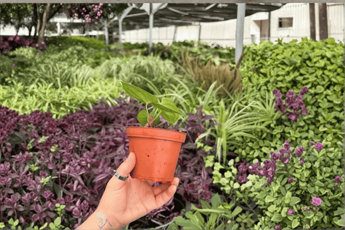 Anthurium Live Plants - 4-Inch Pot - AOS x Silver Hybrid - Anthurium Hybrid - 2 Exact Specimens