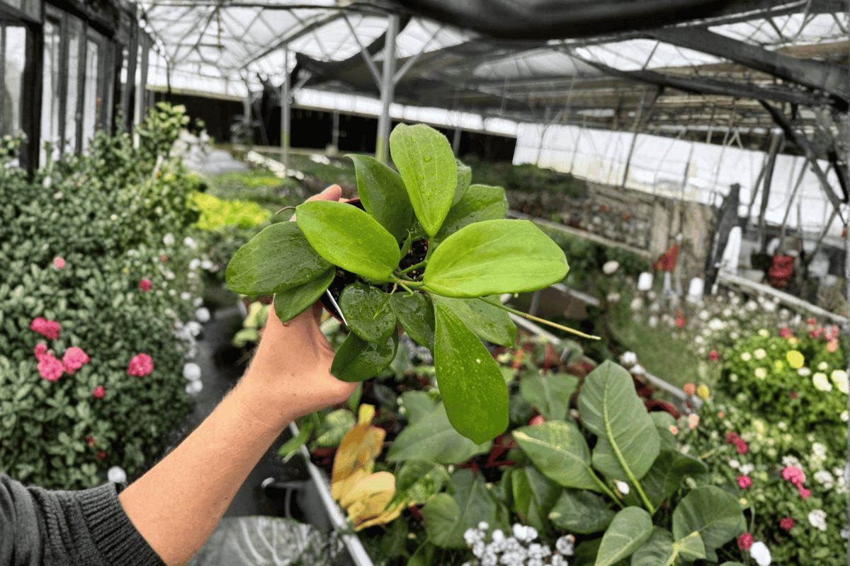 Hoya Quinquenervia Live Plants - 4" Bare Root - Tropical Ornamental Vine - 2 Pack - Fully Established Roots