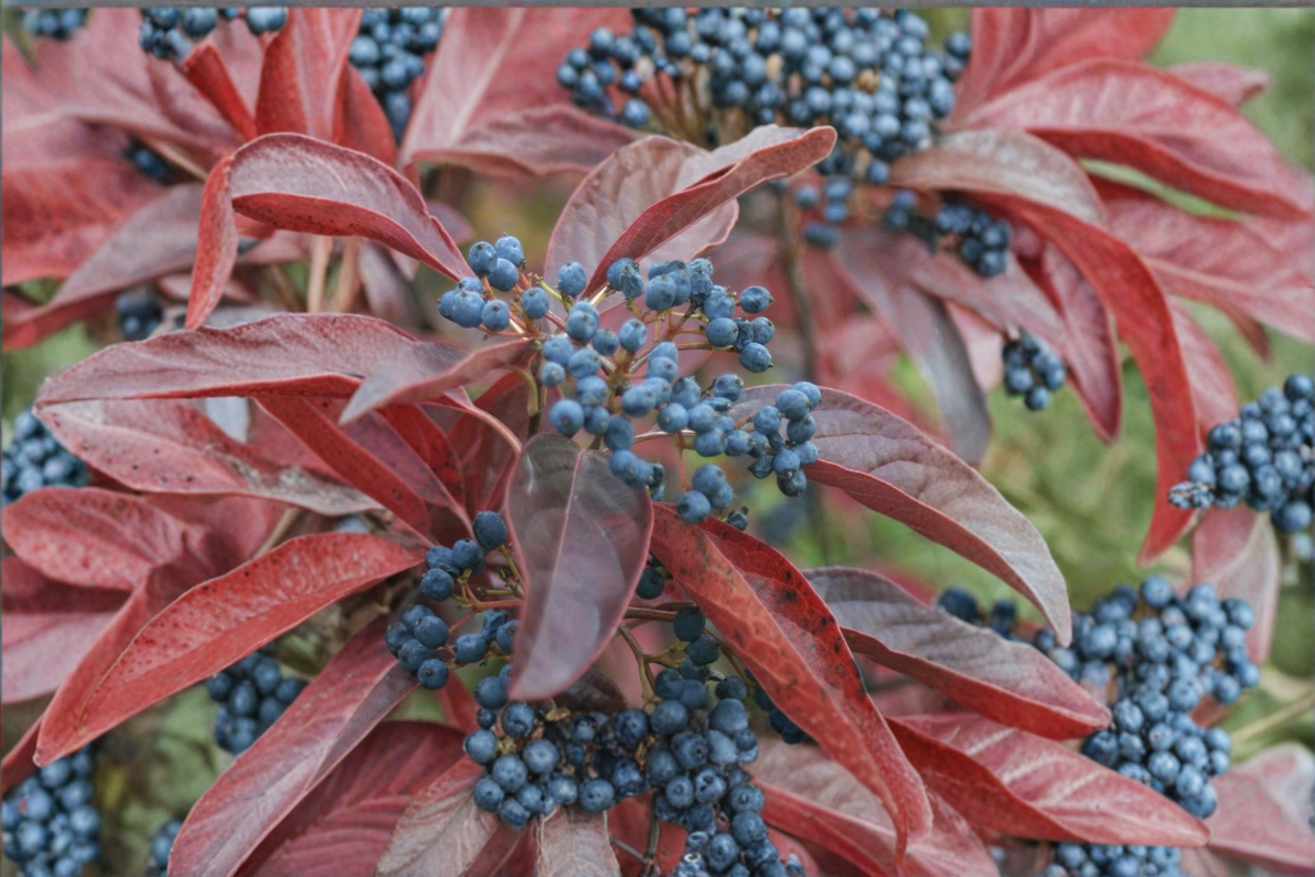 Winterthur Viburnum 2 Gallon Native Shrub with White Flowers & Colorful Berries - Viburnum nudum ‘Winterthur’