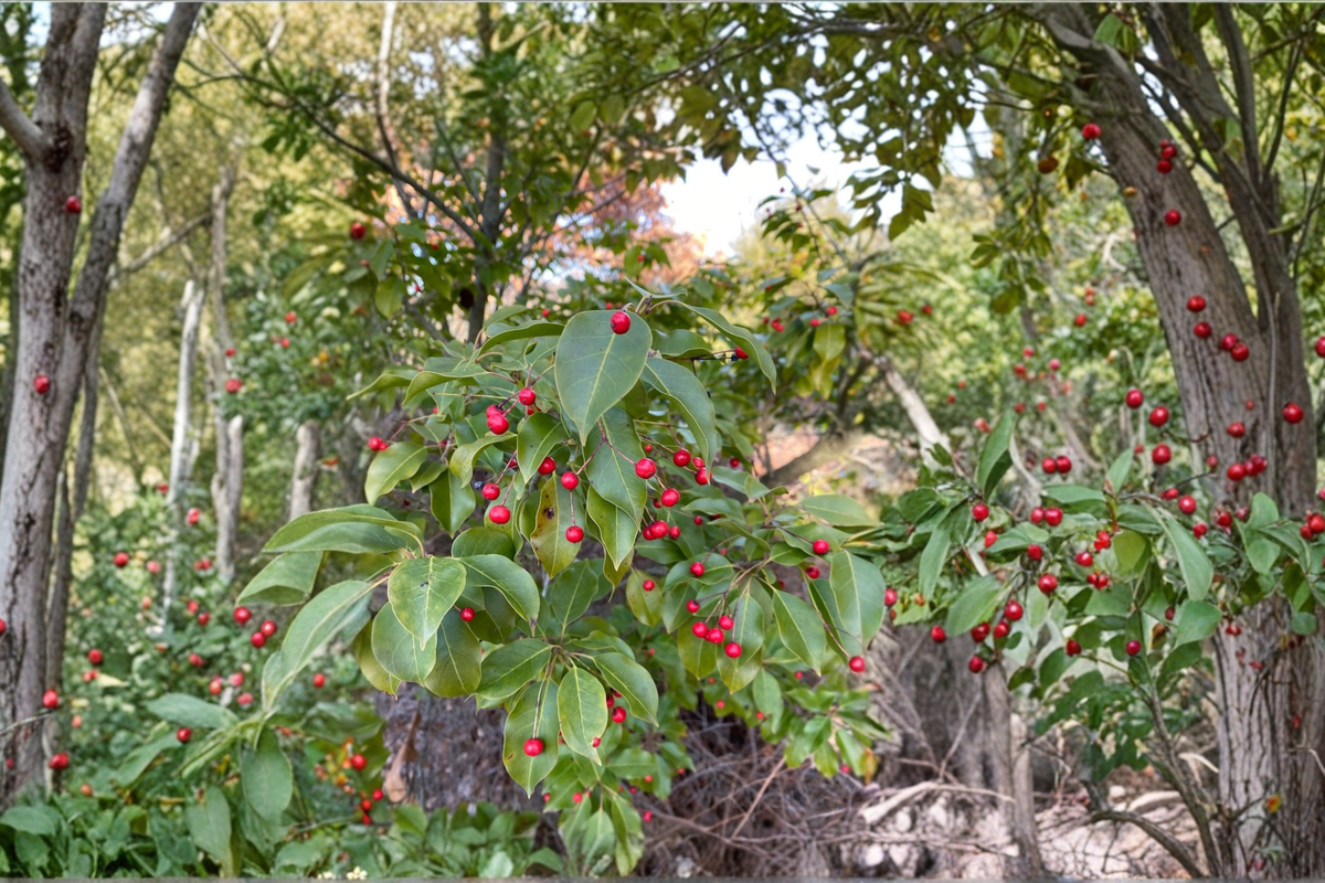Female Longstalk Holly 2 Gallon Live Plant - Ilex pedunculosa Evergreen Shrub with Red Berries for Landscape Gardens