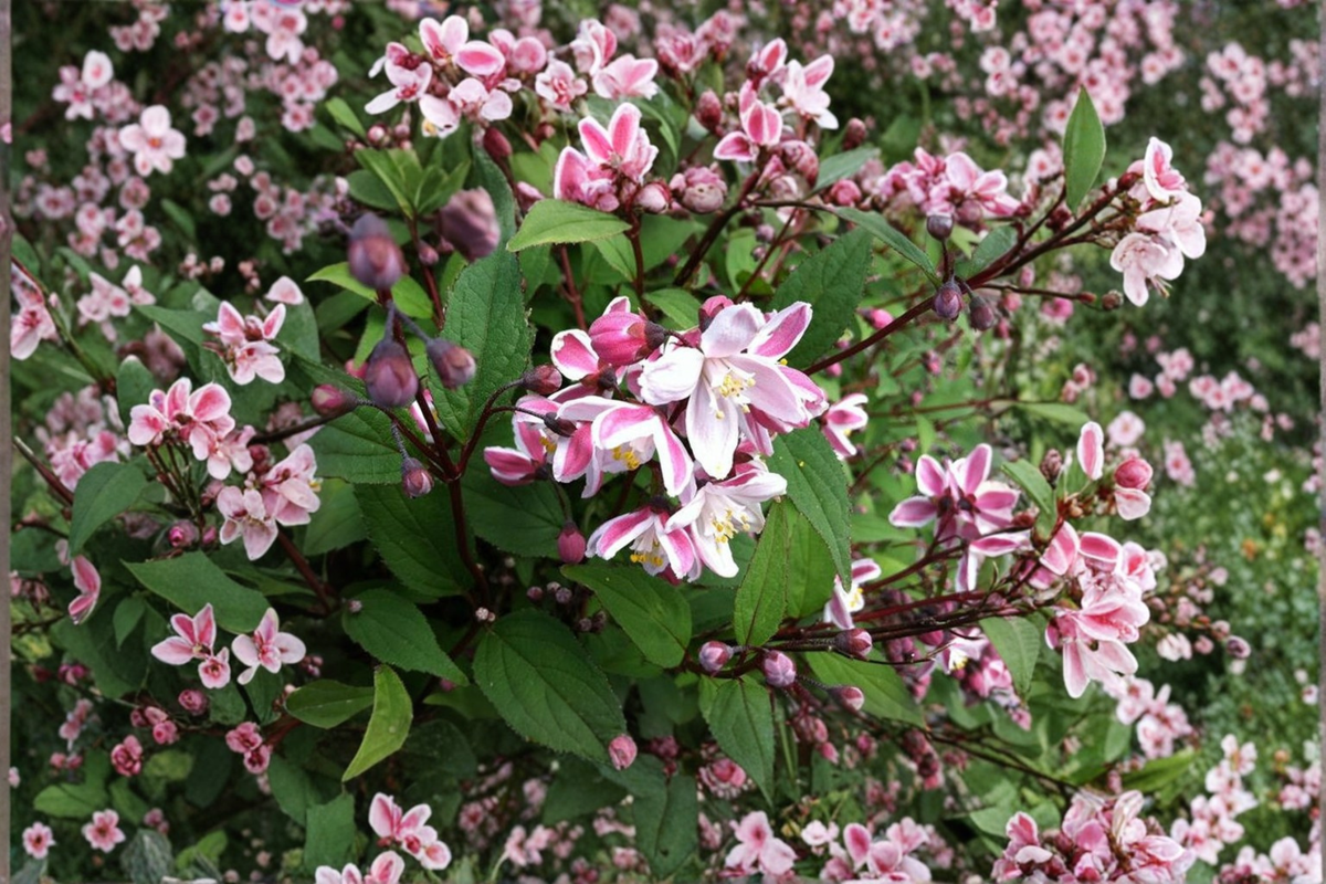 Nikko Blush Deutzia Live Plant 1 Gallon Compact Pink White Flowering Shrub Deutzia crenata for Garden Borders