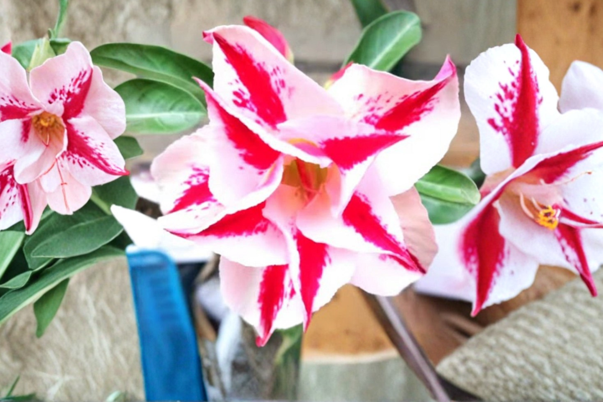 Star Crown Desert Rose Seeds - 10 Mixed Color Adenium Obesum Flower Seeds for Succulent Gardening and Container Planting