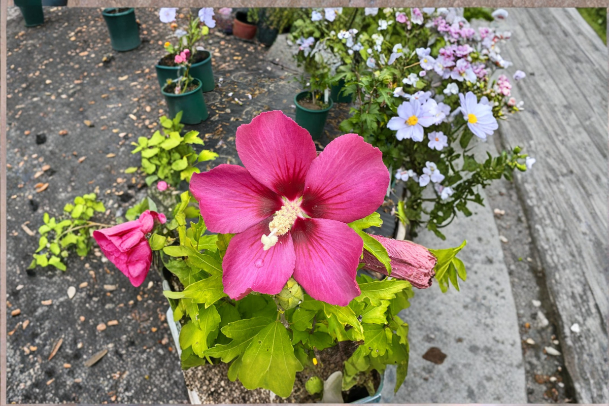 Rubis Rose of Sharon Live Plant 2 Gallon Pot Red Flower Hibiscus Shrub Hibiscus syriacus ‘Rubis’ for Garden Landscape