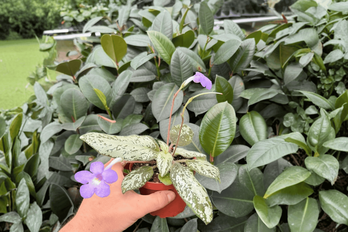 2 Live Michaelmoelleria Vietnamensis Plants in 4-Inch Pots - Tropical Ornamental Foliage - Gesneriaceae Collection
