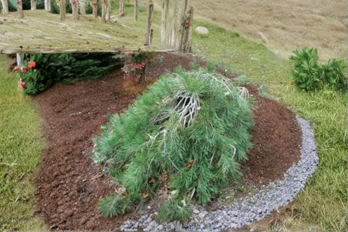 Pendula Japanese Red Pine Live Plant 24" in 1 Gallon Pot - Weeping Evergreen Conifer - Pinus densiflora
