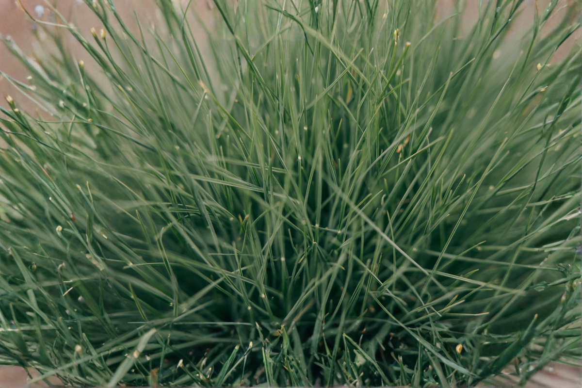 Elijah Blue Fescue Starter Plant 2.5" Pot Festuca glauca Compact Ornamental Grass Blue-Gray Foliage Low-Maintenance Perennial