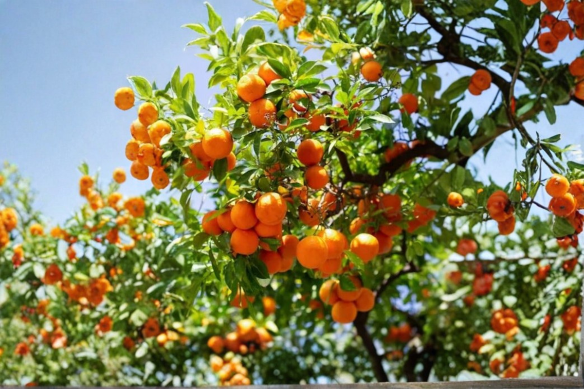 Live China 2 Mandarin Orange Tree | Rare Citrus Variety | Collector Plant | Citrus sp. | Container Friendly Garden Tree