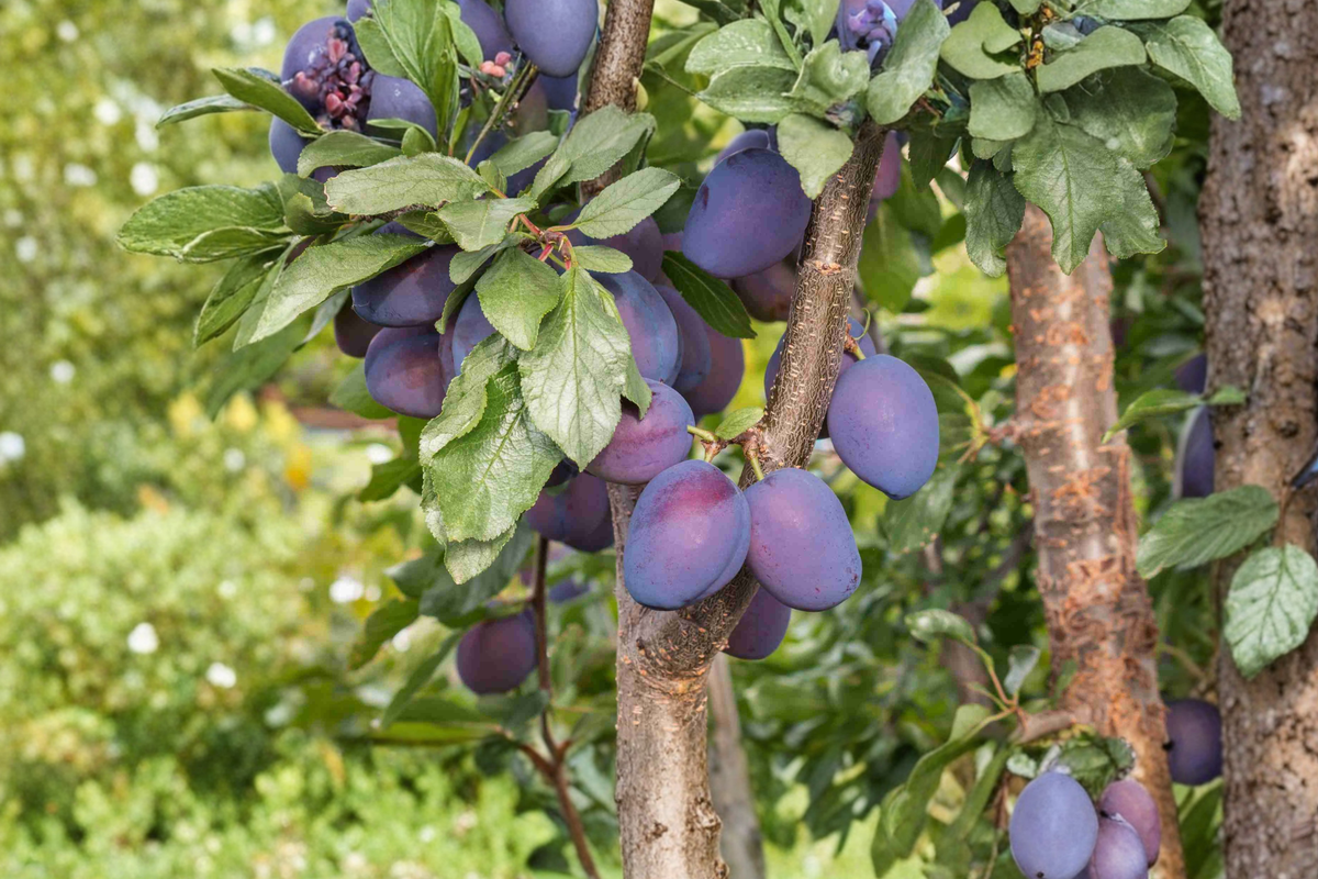 Santa Rosa Plum Tree Live Plant 4-6 Ft Red Plum Fruit Tree Prunus salicina for Garden and Backyard Orchard