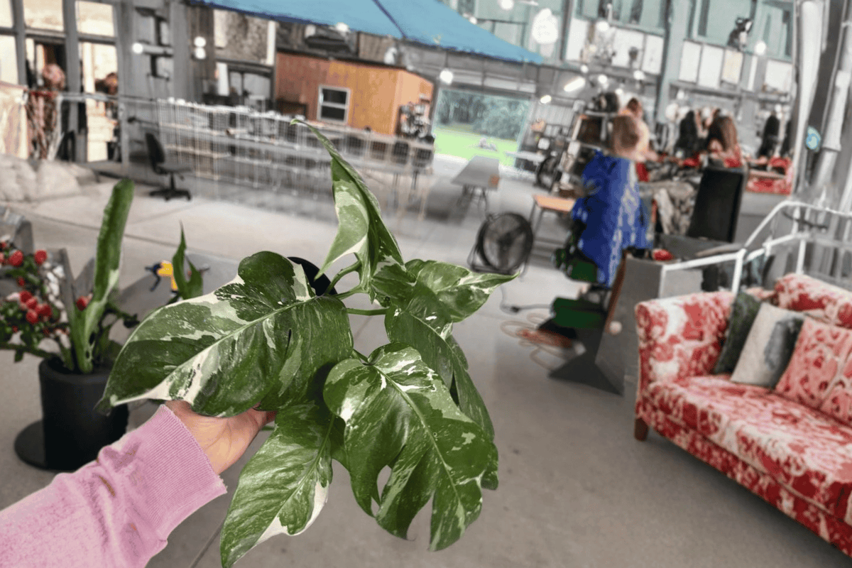 2 Epipremnum Pinnatum Albo Live Plants in 4-Inch Pots - Epipremnum pinnatum ‘Albo Variegata’ - Tropical Climbing Aroid