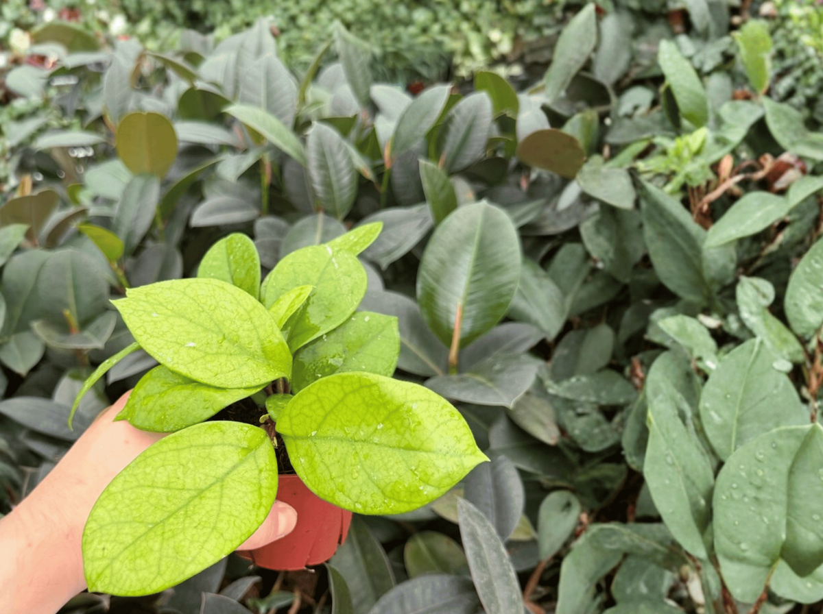 Hoya fungii Live Plants - 4” Bare Root Tropical Vining Plant - 2 Exact Specimens - Hoya fungii