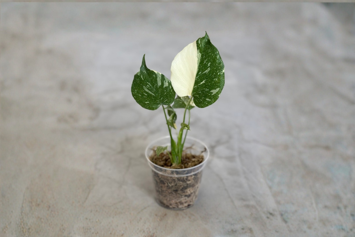 Rooted Monstera Thai Constellation Plant - Variegated Monstera Starter - Rare Albo Monstera - Monstera deliciosa 'Thai Constellation'